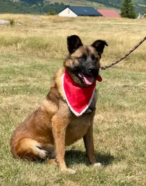 White Luna s Son möchte mit IHNEN durchs Leben gehen Bild 2