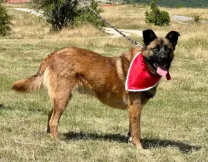 White Luna s Son möchte mit IHNEN durchs Leben gehen Bild 4