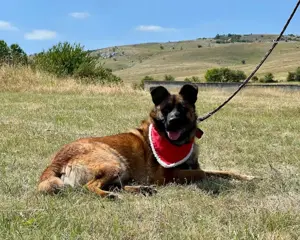 White Luna s Son möchte mit IHNEN durchs Leben gehen Bild 3