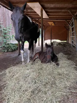 Pflegebeteiligung für Fohlen