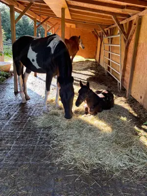 Pflegebeteiligung für Stute