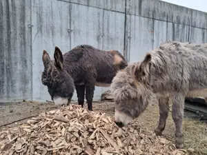 Spazierfreund*in für Esel