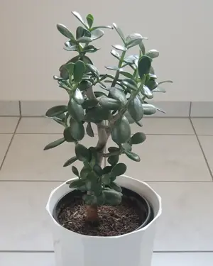 Zimmerpflanze, Geldbaum, Pfennigbaum, Dickblatt, Crassula ovata Bild 3