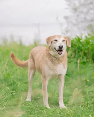 Ulan, weiches Herz wartet auf einen tollen Besitzer  Bild 2