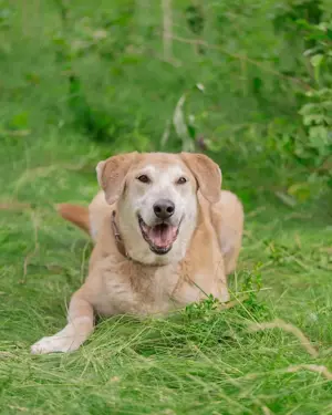 Ulan, weiches Herz wartet auf einen tollen Besitzer  Bild 3