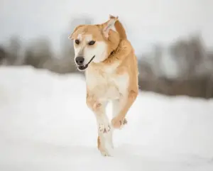 Ulan, weiches Herz wartet auf einen tollen Besitzer  Bild 6