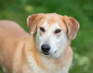 Ulan, weiches Herz wartet auf einen tollen Besitzer  Bild 4