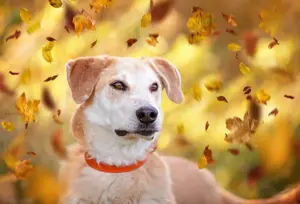 Ulan, weiches Herz wartet auf einen tollen Besitzer  Bild 5