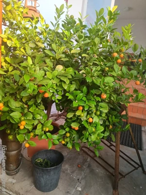 schönen Kumquats zu verkaufen 