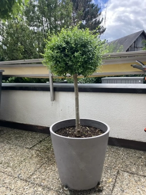 Ionischer Liguster ohne Pflanztopf Bild 2