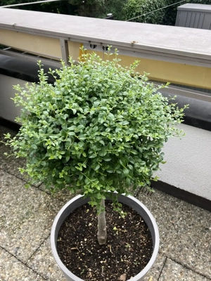 Ionischer Liguster ohne Pflanztopf Bild 3