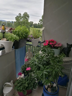 Gepflegt und Großzügig wohnen in einer 5-Zimmerwohnung in Hard mit Autoabstellplatz und Garage  Bild 3