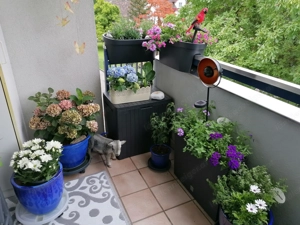 Gepflegt und Großzügig wohnen in einer 5-Zimmerwohnung in Hard mit Autoabstellplatz und Garage  Bild 2