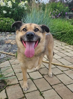 Mukhtar auf drei beinen durchs leben