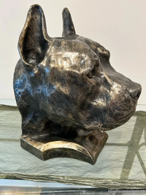 Imposanter XXL - Hund Kopf Pittbull Bild 3