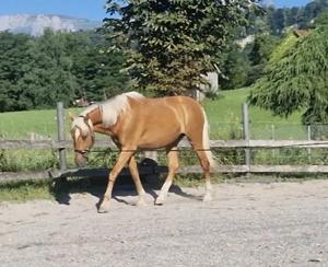 Biete eine Reitbeteiligung mit Reitunterricht in Feldkirch Bild 3