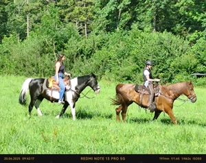 Verlässliche Freizeit-Wanderreiter
