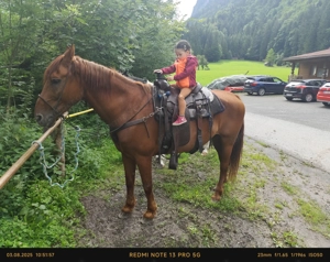 Verlässliche Freizeit-Wanderreiter Bild 13