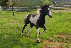 Verlässliche Freizeit-Wanderreiter Bild 8