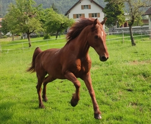 Verlässliche Freizeit-Wanderreiter Bild 9