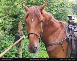 Verlässliche Freizeit-Wanderreiter Bild 14