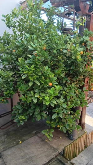 schönen Kumquats zu verkaufen  Bild 2