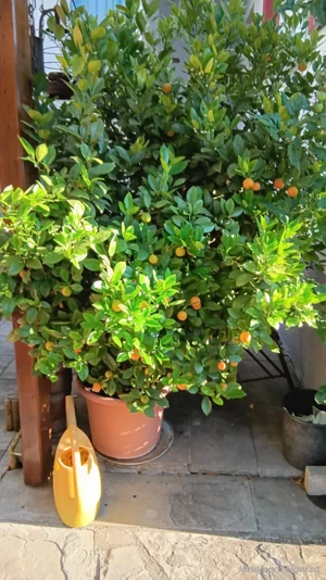 schönen Kumquats zu verkaufen  Bild 3