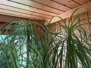 Große Zimmerpflanze Elefantenfuß inkl. Übertopf Bild 2