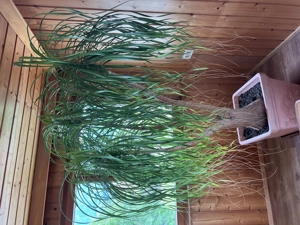 Große Zimmerpflanze Elefantenfuß inkl. Übertopf Bild 3