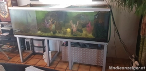 Verkaufe Aquarium Bild 3