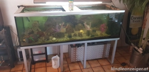 Verkaufe Aquarium Bild 2