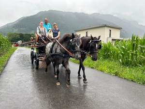Zweispänner-Brustblattgeschirr für Pony ca. 1,20m