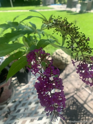 Traumhafte zweifärbige Buddleja "Berries and Cream" Bild 2