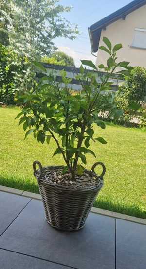 Lemonenbaum ohne Topf 