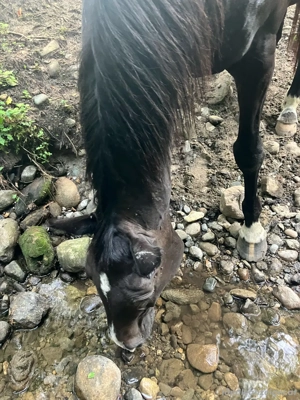 Pferdebox Koppel Bild 2