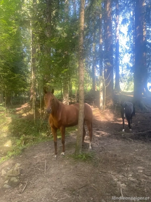 Pferdebox Koppel Bild 3