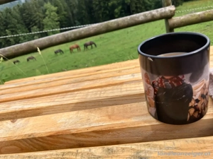 Pferdebox Koppel Bild 4