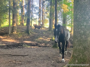 Pferdebox Koppel Bild 5