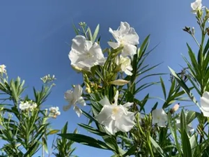 Grosser schöner weisser Oleander zum Schnäppchenpreis Bild 3
