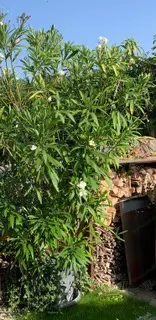 Grosser schöner weisser Oleander zum Schnäppchenpreis Bild 2