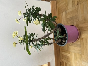 Euphorbia lophogona Bild 2