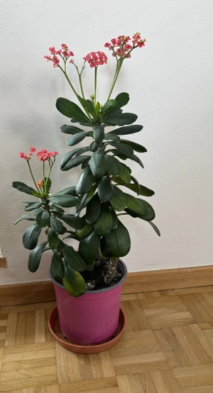 Euphorbia  Bild 2