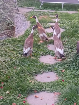 Junge Laufenten abzugeben