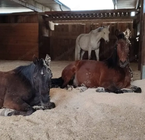 Einstellplatz in Koblach zu vergeben  Bild 3