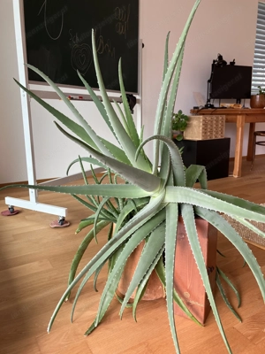 große Aloe Vera Pflanze (ohne Topf)