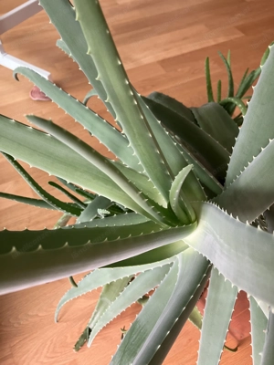große Aloe Vera Pflanze (ohne Topf) Bild 2