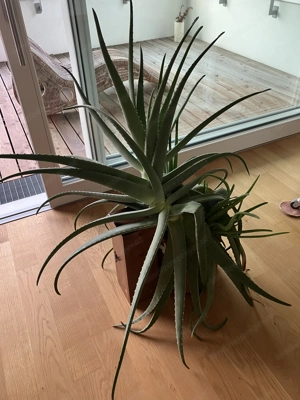 große Aloe Vera Pflanze (ohne Topf) Bild 3