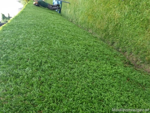 Gartenarbeit Hecke schneiden Gärtner  Bild 2