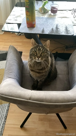 Bubi sucht ein neues Zuhause mit Freigang Bild 2