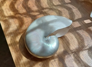 Große Nautilus Muschel poliert